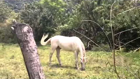 Horse around the corner