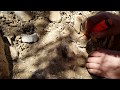 OLD VIDEO 3 - Tiny Gold nugget!   Gold Monster 1000 Metal Detecting!