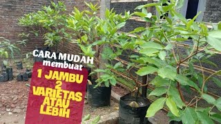 Cara membuat kombinasi satu pohon jambu dua varietas atau lebih