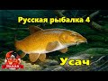 Русская рыбалка 4 Усач обыкновенный