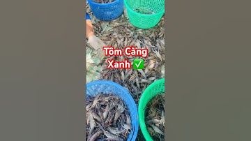 @thuysanwork 🦐 Thu hoạch Tôm Càng Xanh Kiên Giang #tômcàngxanh 0949121550 @contomviet #fishing