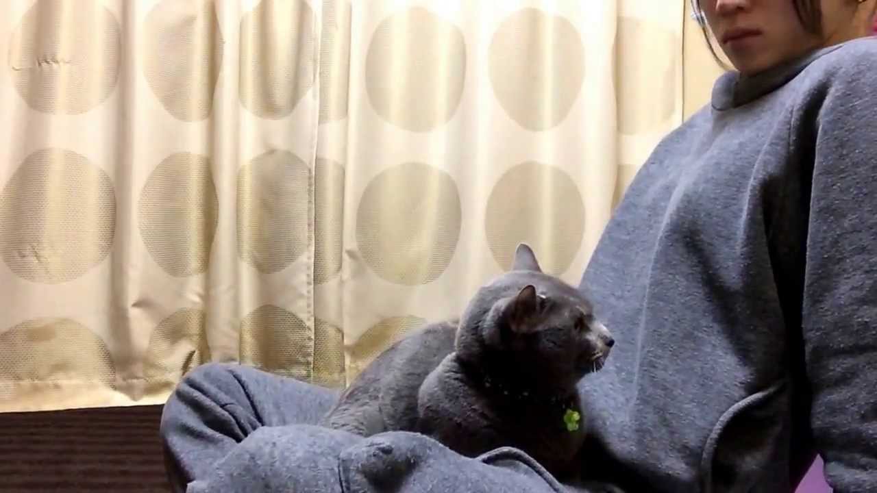 飼い主のことが好きすぎる猫 ロシアンブルーのニャー助 Youtube