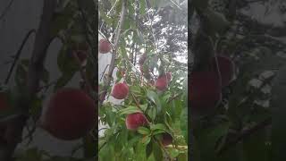 belle peach tree