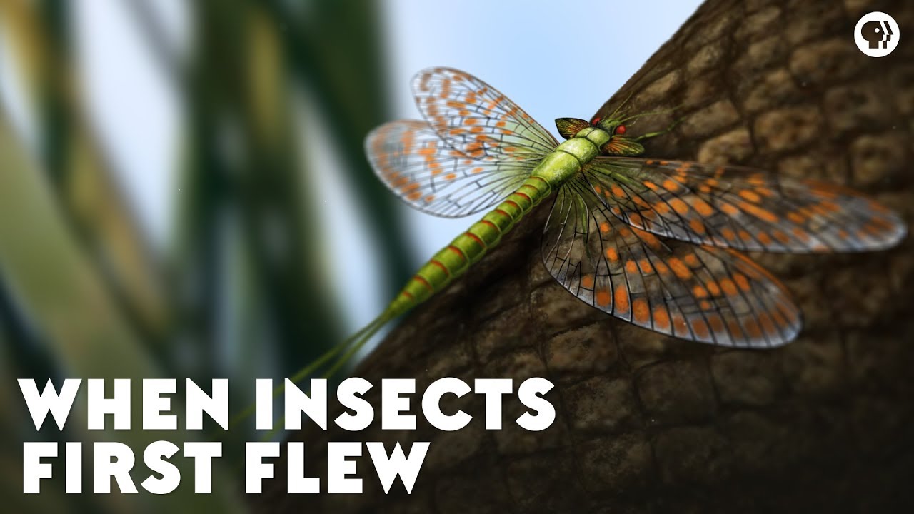 ⁣When Insects First Flew