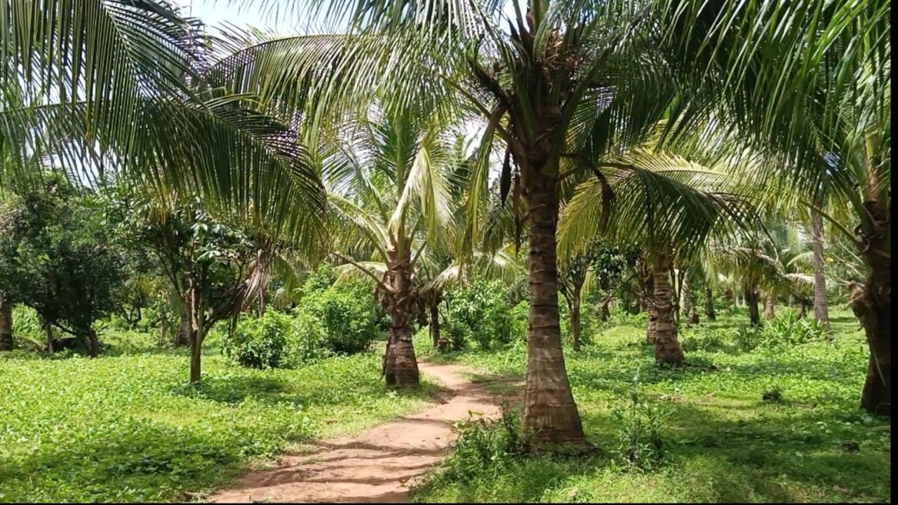 (P# 817)Still available Ang gandang Farm 2.6 hectares sa Pagsanjan @ 600/sqm, Laguna  for sale