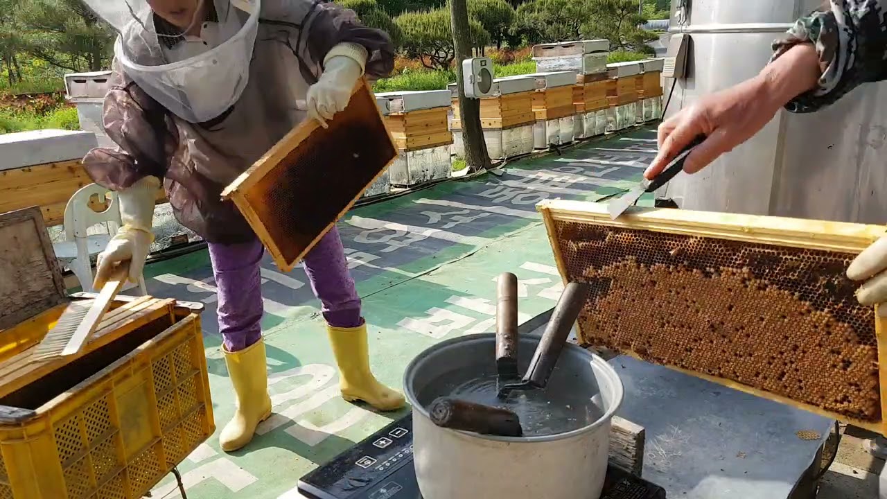 정리채밀 시기 판단과 방법 21-4-30일