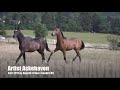 Artist askehaven  hingst fdt 2017 e angrib firfod x sandro hit