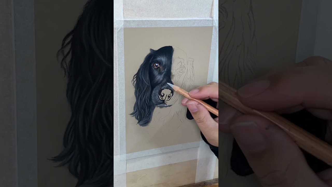 Memorial portrait of Cairo the springer spaniel, who sadly passed at the age of seven 🖤🌈