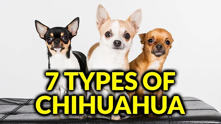 7 Different Types Of Chihuahua And Their Characteristics/Amazing Dogs - DayDayNews