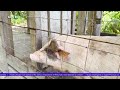 GOVERNMENT ON AGRICULTURE | SIBC News