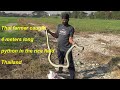 Thai farmer caught 4 meters long python in the rice field in Thailand