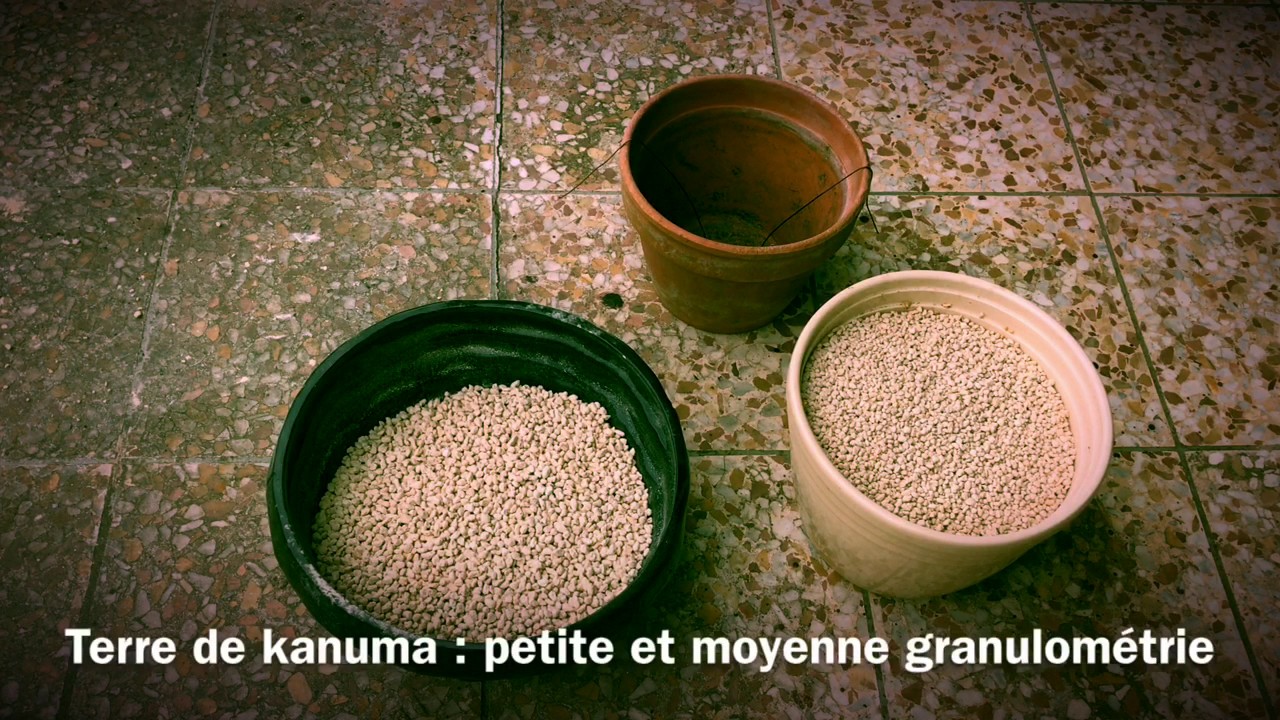 Urgence rempotage azalée