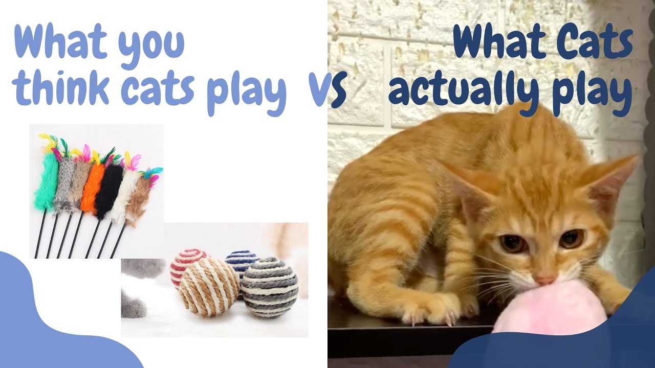 10 Unexpected Toys Cats Love to Play YouTube