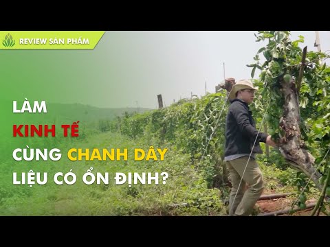 Video Trồng chanh dây thu nhập có ổn định?|Chanh leo Bazan - youtube