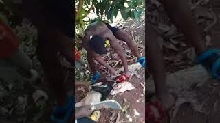 how to slaughter a goat in the village