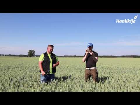 Video: Leveälehtiset jauhobanaanirikkaruohot: Opi syömään jauhobanaani