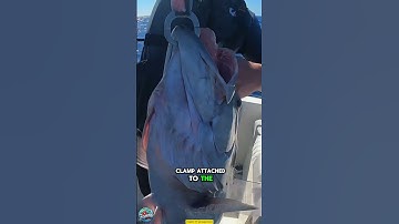 The Best Method to Release Barotrauma Affected Fish!