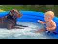 Baby boy and his dog have fun in the swimming pool