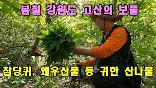 봄철 강원도 고산의 보물 참당귀, 왜우산풀 등 귀한 산나물.