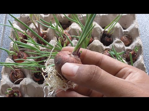 How to Grow Onions without Soil | Growing Onions In Egg Tray