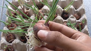 How to Grow Onions without Soil | Growing Onions In Egg Tray