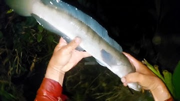 Xiệt trúng mánh hàng khủng dưới mé sông mùa nước nổi | kích cá miền tây 