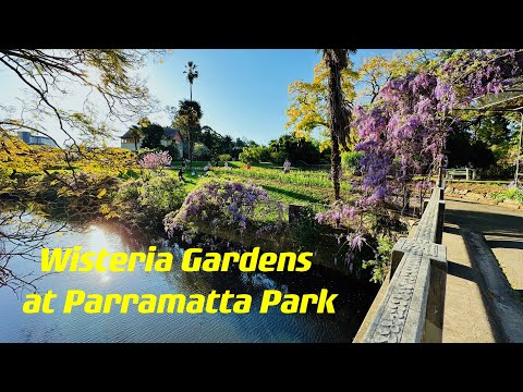 Watch Wisterias In Spring