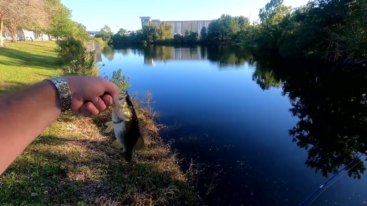 Popper Fishing White Versus Yellow! #pondfishing #bassfishing #bankfishing