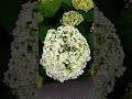 最近私が出会った紫陽花
