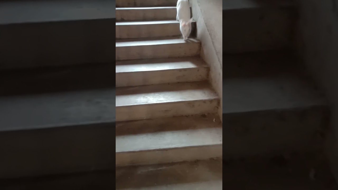 Cute rabbit is running