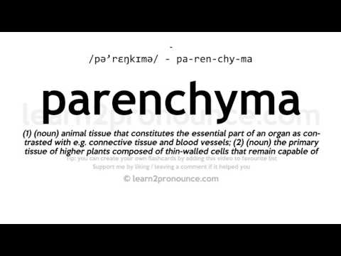 Pronunciation of Parenchyma | Definition of Parenchyma