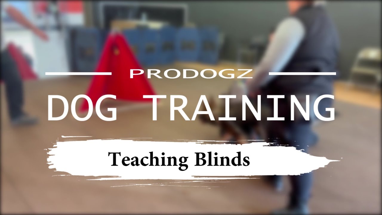Prodogz Video Series Teaching Puppy to Run Schutzhund Mini Blinds