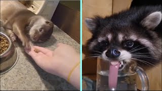 Funny/Cute Animal Videos Try Not To Laugh 6 🤣🦝😹 by New Level Creation 232 views 1 year ago 2 minutes, 17 seconds