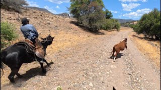 Roping Bulls going fast!!