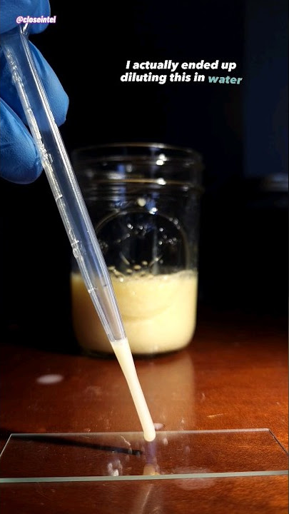 Yakult Drink Under Microscope (Probiotic)