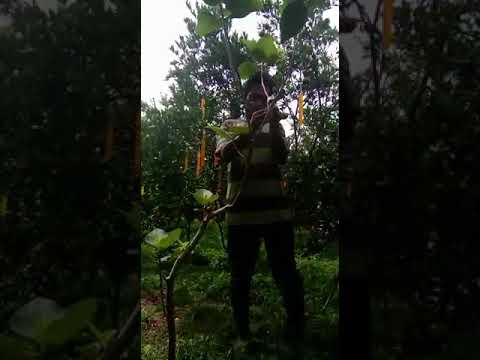 Instruksi Masak Teknik mencangkok pohon tin/ Ara #pemulabelajartv #youtuberpemula #pemulabelajar #pemula #buahtin Yang Bergizi Tinggi