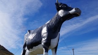 Rollin' Around North Dakota: Salem Sue (New Salem, ND)