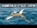 Hammerhead Shark Attacks Tarpon - Fan Can't Believe It!!