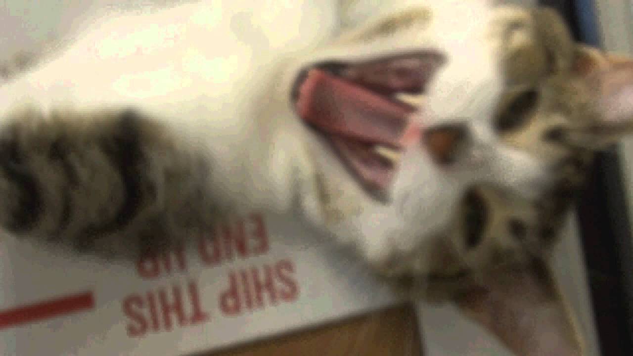 Angels for Animals, Canfield Ohio YouTube