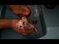 First bath for cute street kitten /rescue in our life .Watch how she became after that.