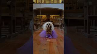 Video thumbnail of "I had to 💜 Speak Now 💜 #SpeakNowTaylorsVersion #TaylorSwift #Swiftie #DogActor"