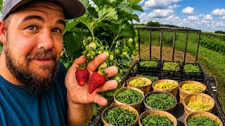Summer Harvest Like Never Before on Our Farm