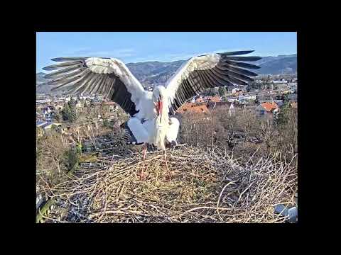 Kirchzarten Stork Nest February 20 2023 live cam preview
