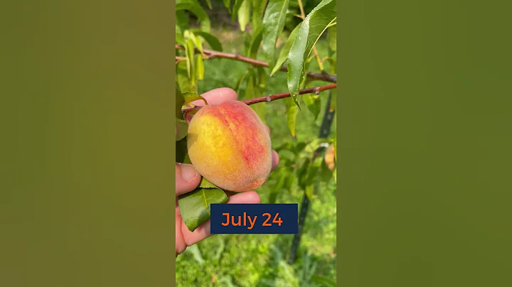 How to Tell When to Pick a Peach - DayDayNews