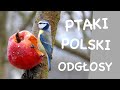 Co to za ptak? // Odgłosy ptaków // Ptaki Polski