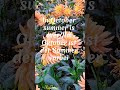 #Late-blooming#flowers offer a wide range of colors#Spätblühende Blumen bringen #Farbe in den#Garten