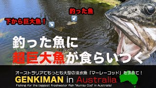 【衝撃映像！】釣った魚に巨大魚が食らいつく瞬間！inオーストラリア　地球遊び#02