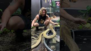 Huge KING COBRA! #shorts #short #animal #snake #KingCobra #Cobra