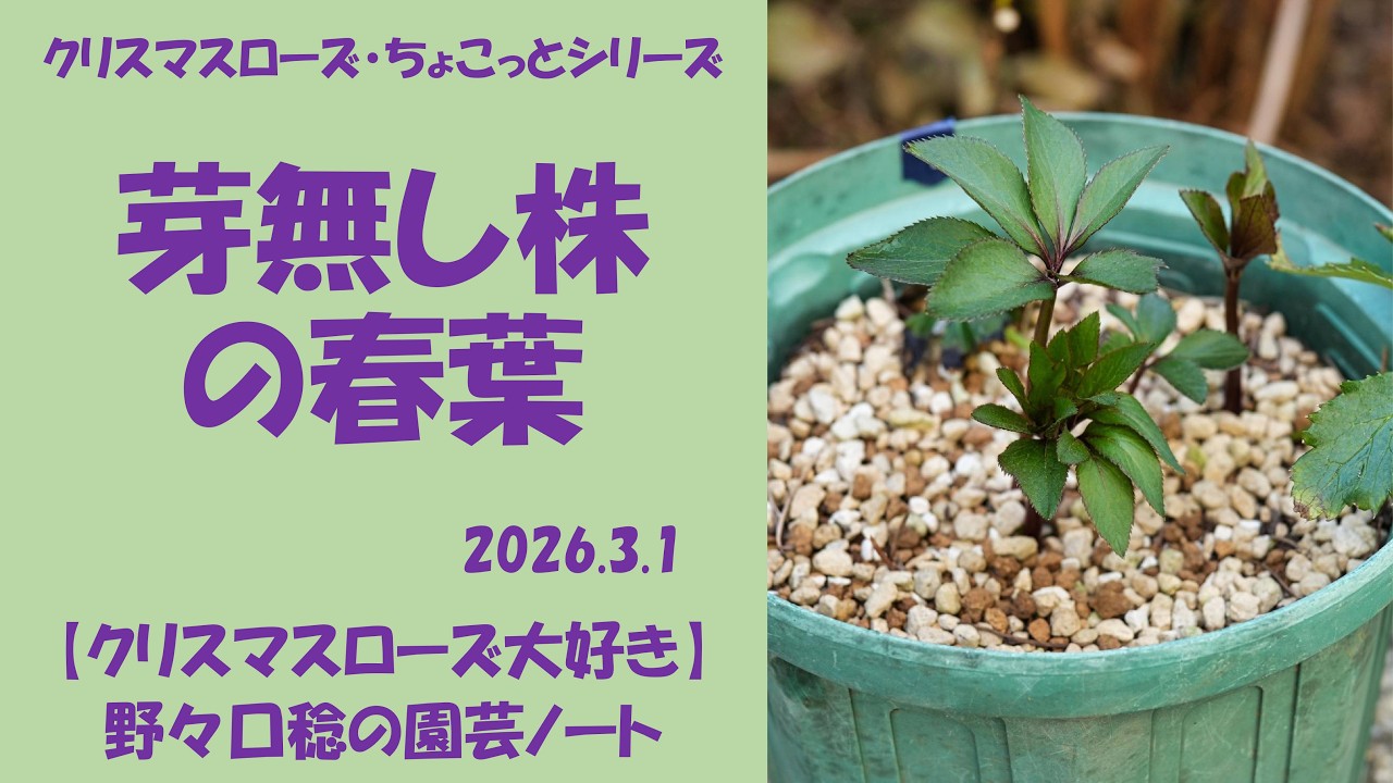 2026.3.1 芽無し株の春葉