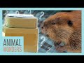 Beaver Helps Unbox Fan Mail!